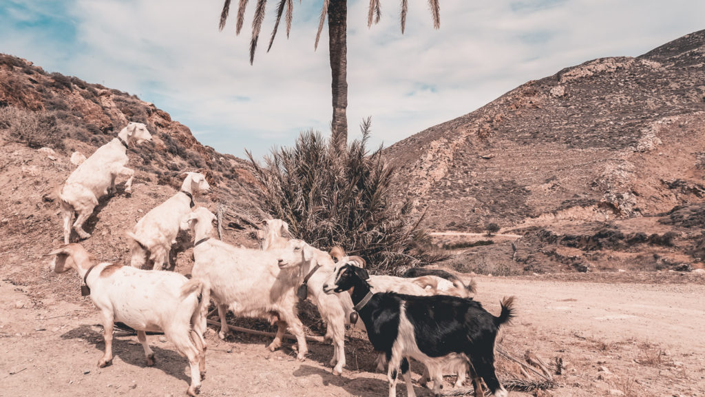 Encounters in Anafi, travel photography