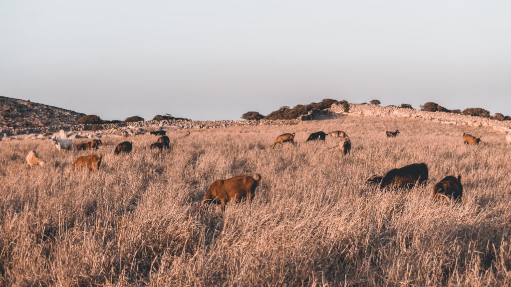 Daily encounters in Schinoussa, travel photography