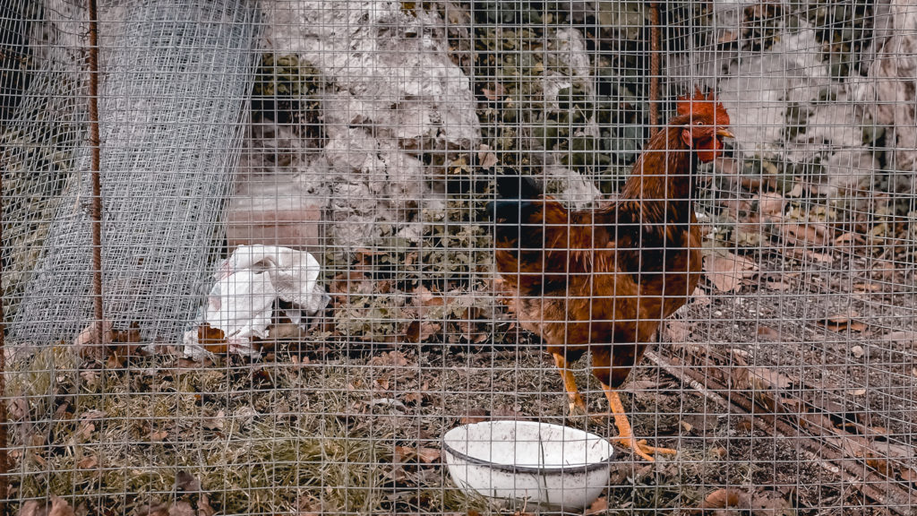 Katskhi Pillar Rooster