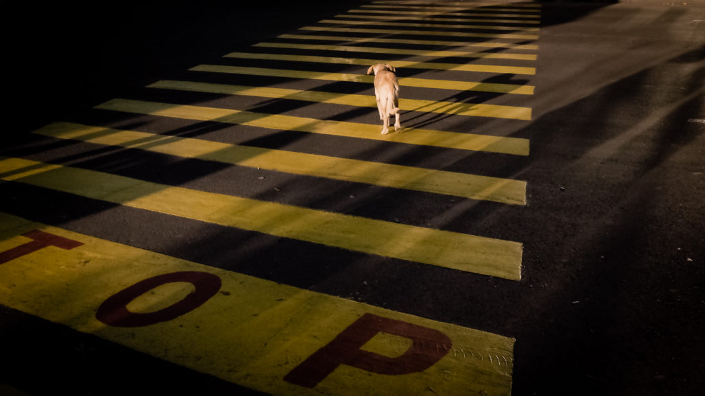 Travel & Street Photography Recap III Yerevan Dog