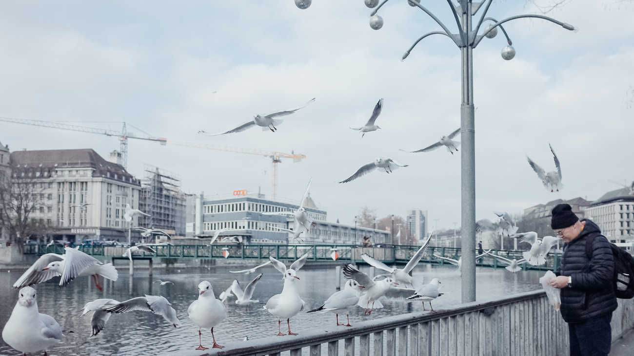Hungry seagulls at the river