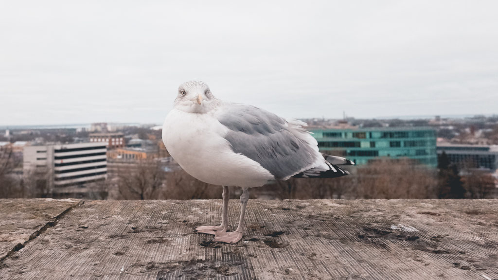 Viewpoint in Tallinn
