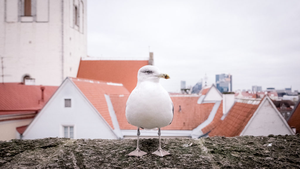 Viewpoint in Tallinn