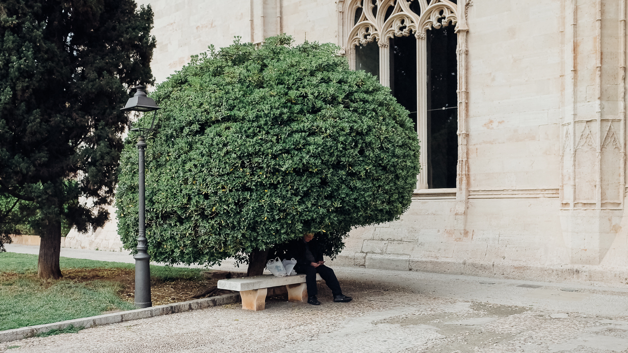 Travel and Street Photography recap 8 Palma Tree-hat
