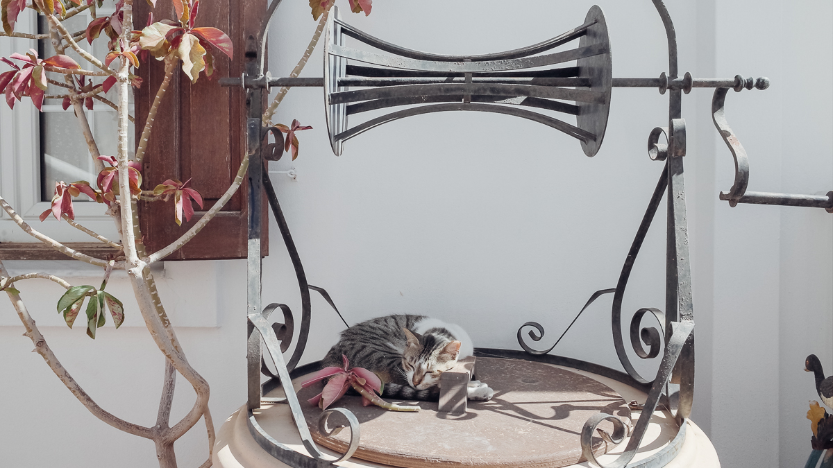 A cat in Astypalaia