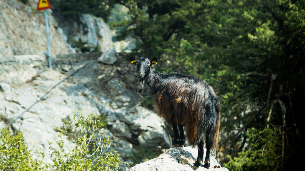 goat in crete