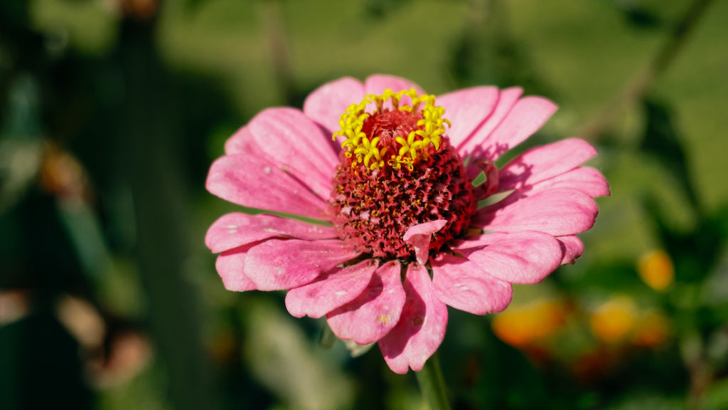 Common zinnia or zenia in Greece