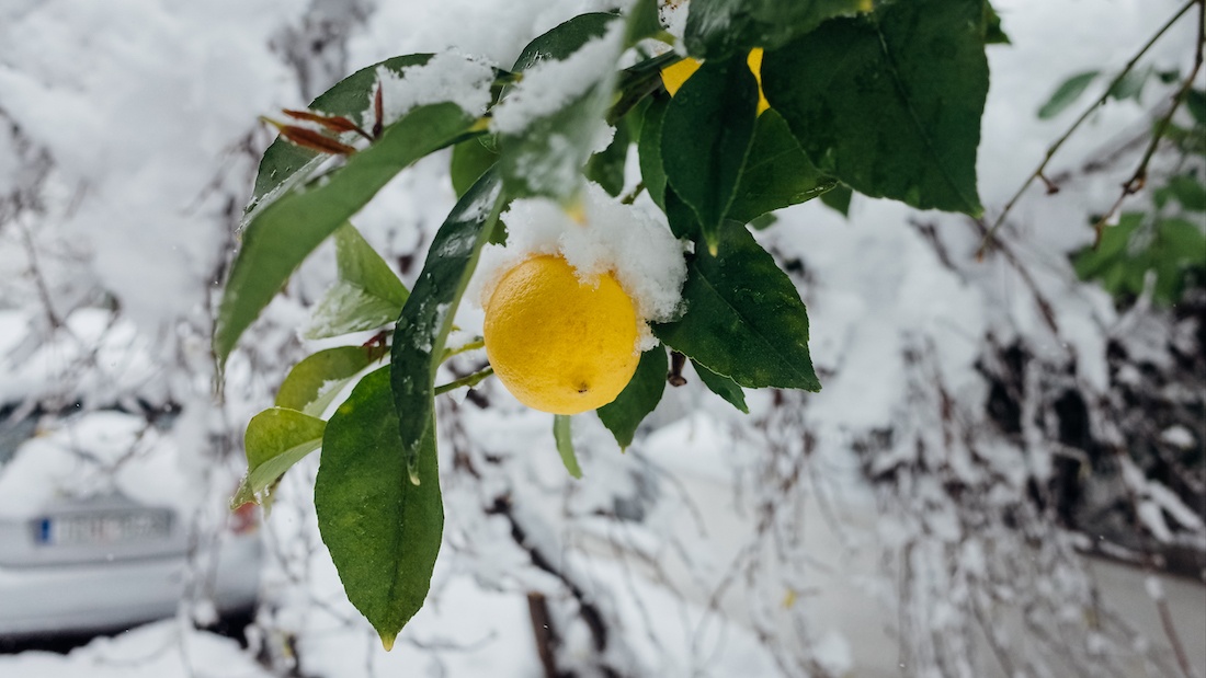 Snow In Athens Snow in Athens & the 2021 Flockdown - Letters to Barbara