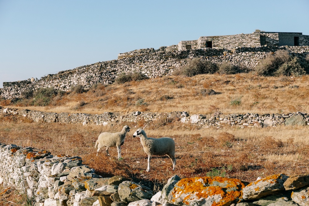 Path meetings goats