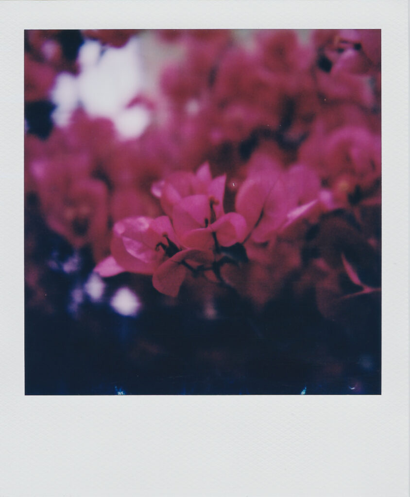 Bougainvilla Nafplio 2021