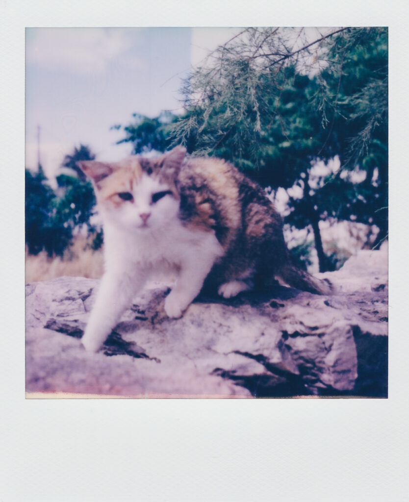 Cat Folegandros Polaroid SX-70