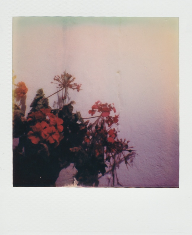 Polaroid Diaries Flowers at Folegandros June