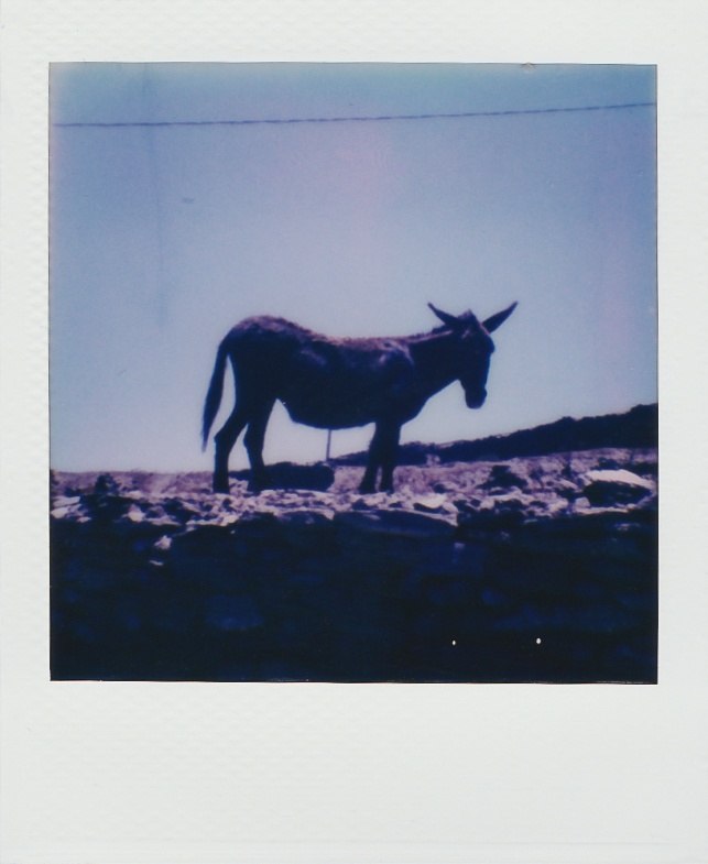 Polaroid Go Donkey Ano Meria Folegandros