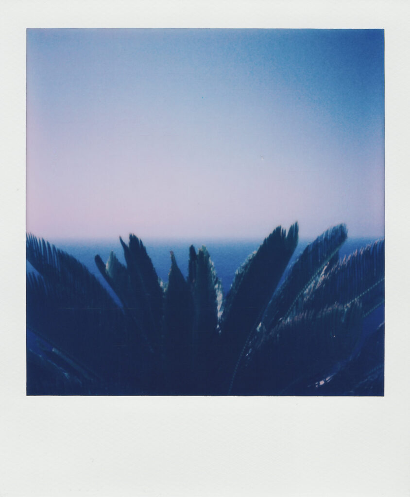 Plant taken with the Polaroid Now+ Anafi 2021