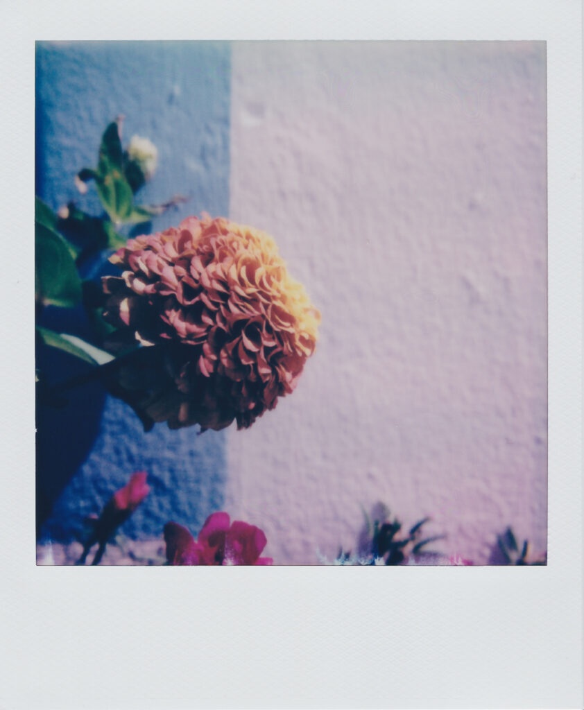 Dahlia Anafi SX-70