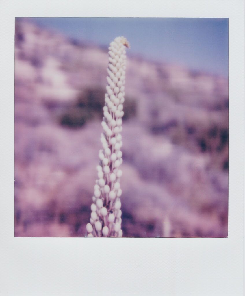 Sea squill Anafi agiovasilitsa