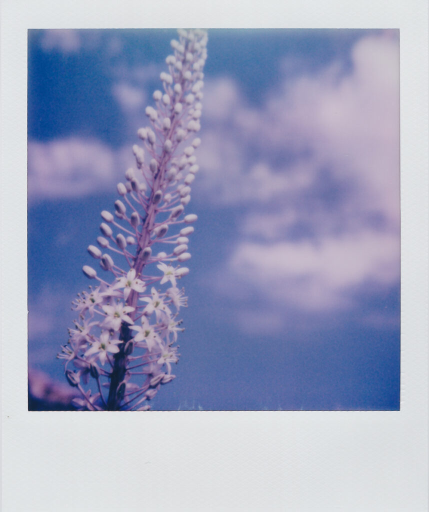 Sea squill Anafi SX-70