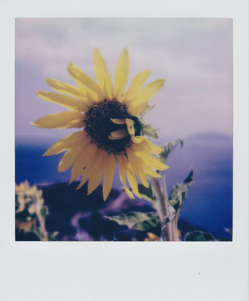Sunflower Anafi Sep 2021 SX-70