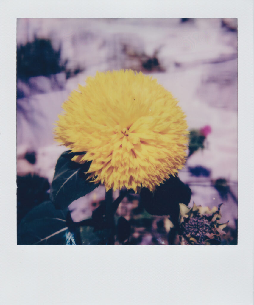 Yellow Chrysanthemum Anafi