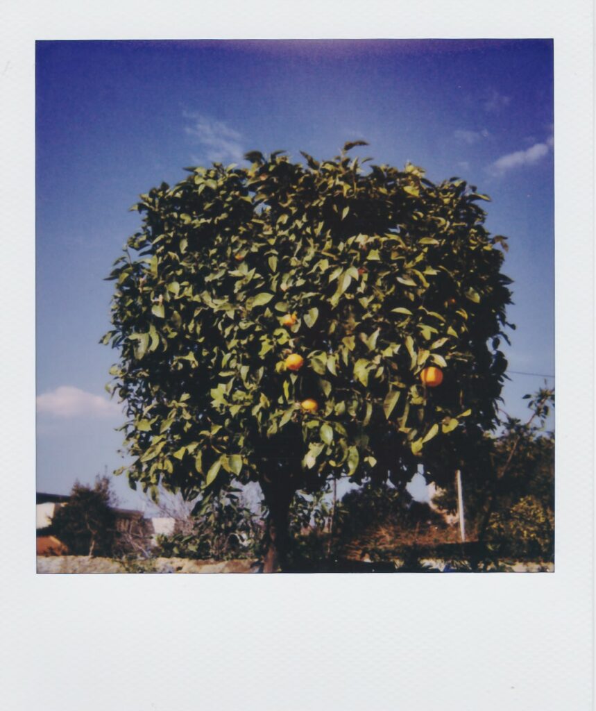 Bitter oranges in Athens Polaroid Sun 660