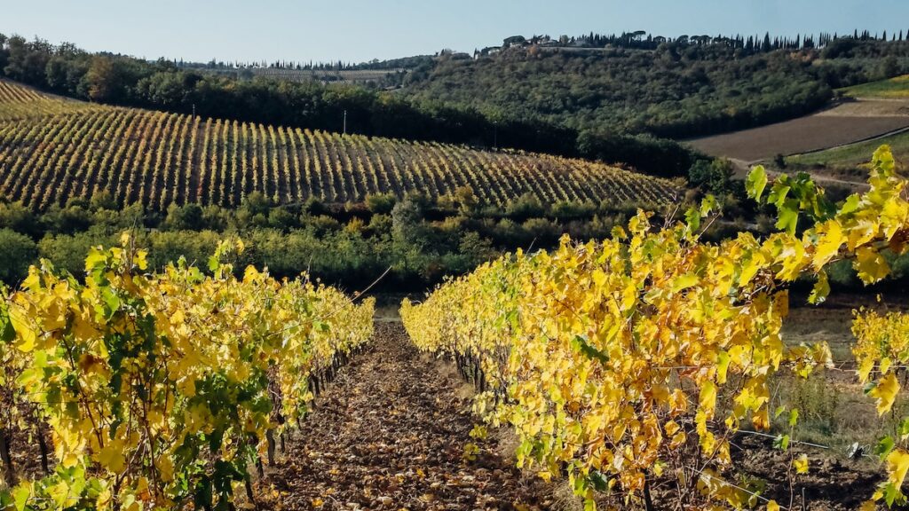 Chianti wine region in Tuscany and the yellow vineyards