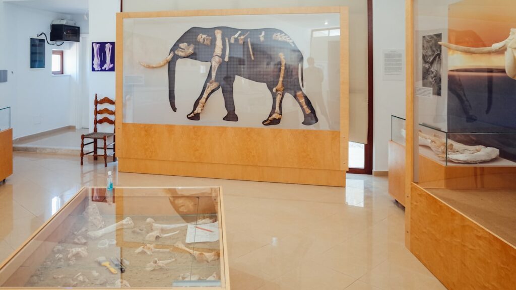 Tilos travel guide elephants museum interior