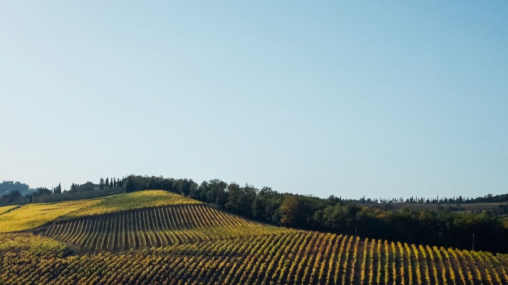A photo depicting a typical landscape in Tuscany, Italy, consisting of yellow vineyards and green trees