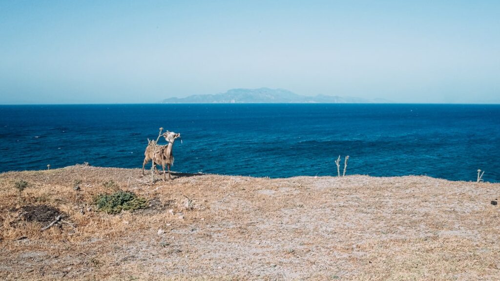 A goat in front of the sea at Nisyros, Greece