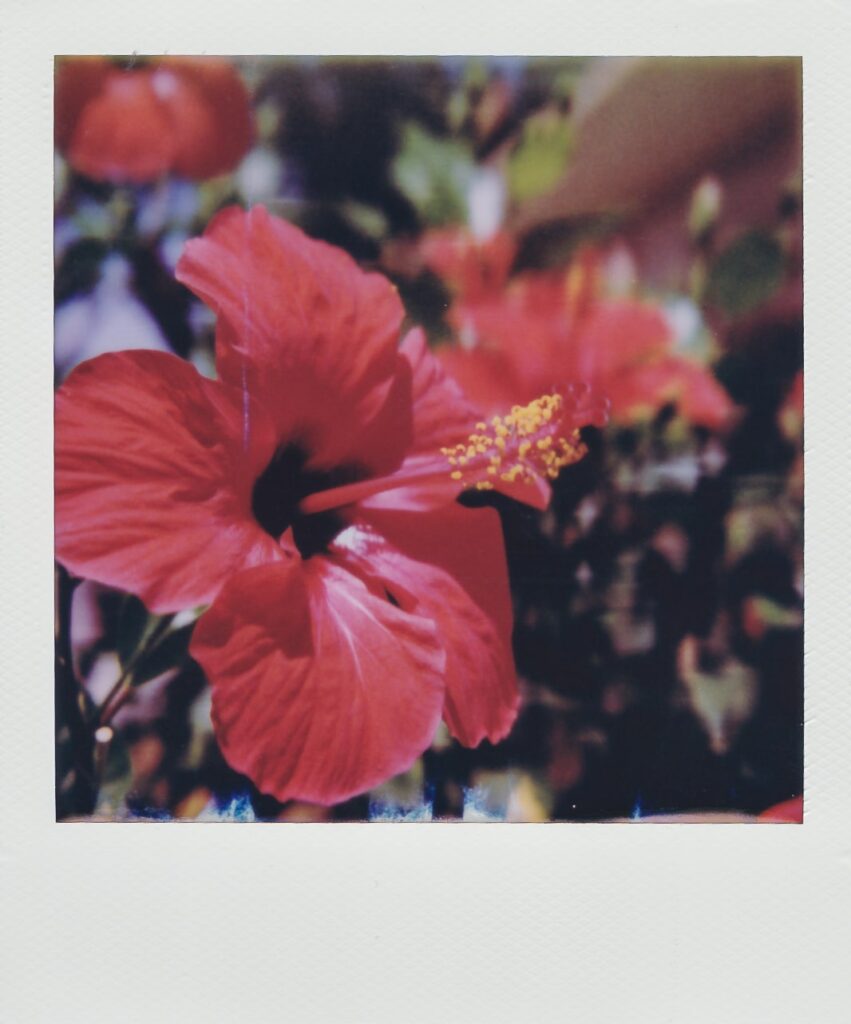A polaroid of red lilies, taken with the Polaroid SX-70 for the Polaroid Diaries: Dodecanese edition