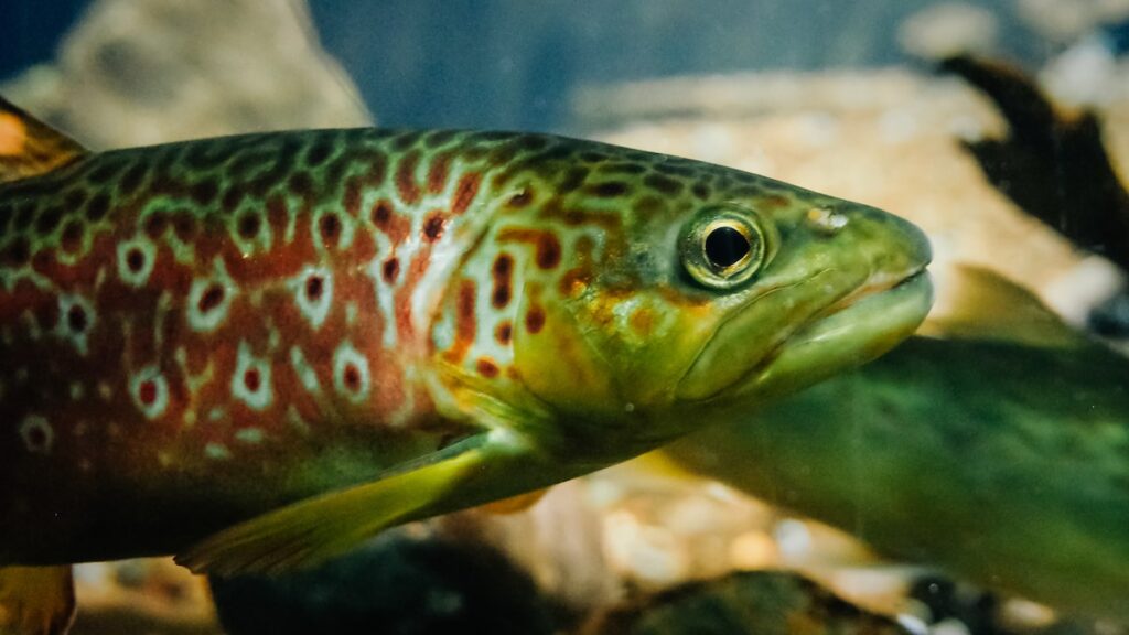 A close-up portrait of a Bleke salmon taken in the Bergen Aquarium with the Ricoh GR ii