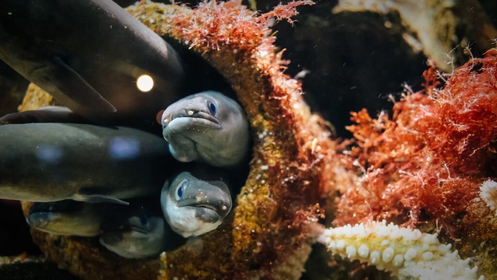 A close-up photo of two common eels taken in the Bergen Aquarium