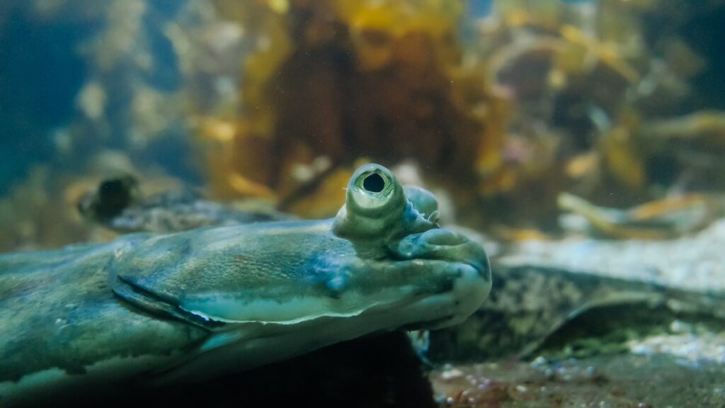 A photo of a flatfish taken in the Bergen Akvariet with the Ricoh GR ii