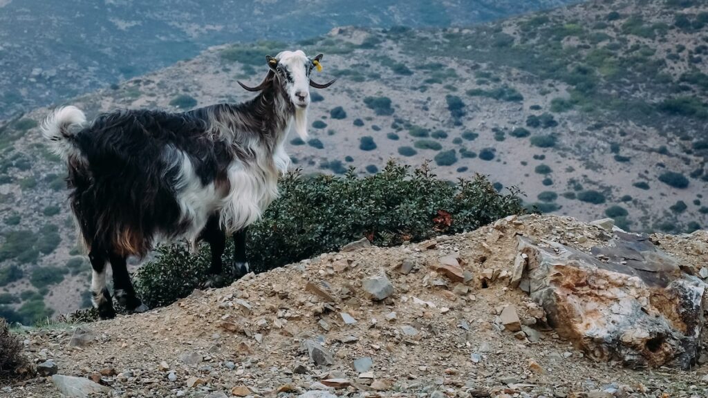 When you travel from Athens to Crete, you will see plenty of goats on your way around the island