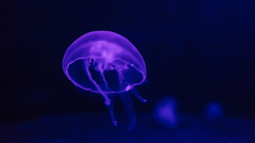 A close-up photo of a Moon Jellyfish taken in the Bergen Aquarium with the Ricoh GR ii