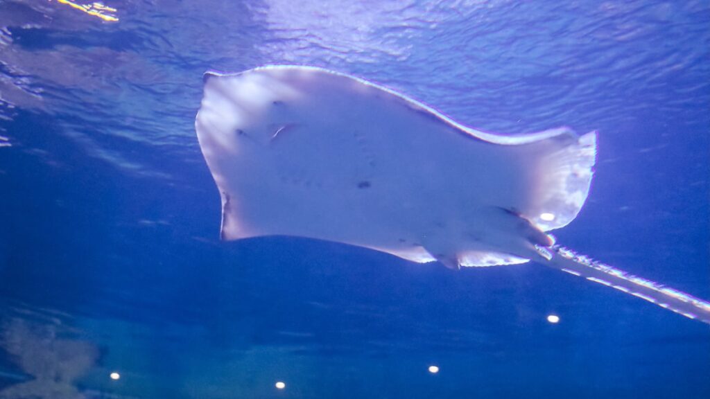 A close-up photo of a Thornback Ray taken in the Bergen Aquarium with the Ricoh GR ii