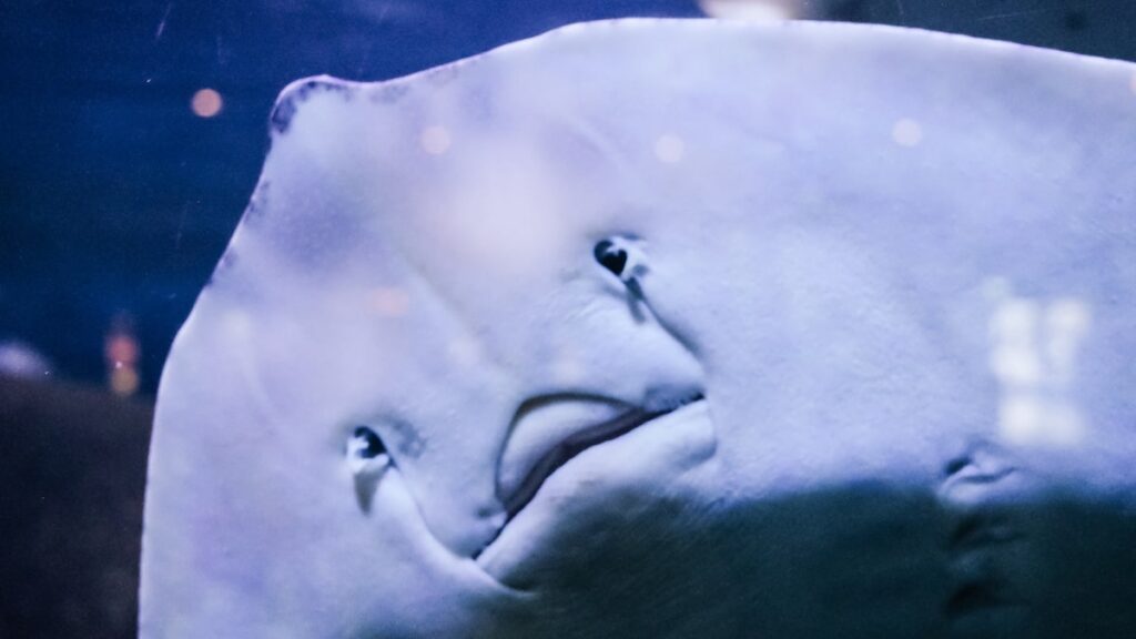 A close-up portrait of a Thornback Ray taken in the Bergen Aquarium with the Ricoh GR ii