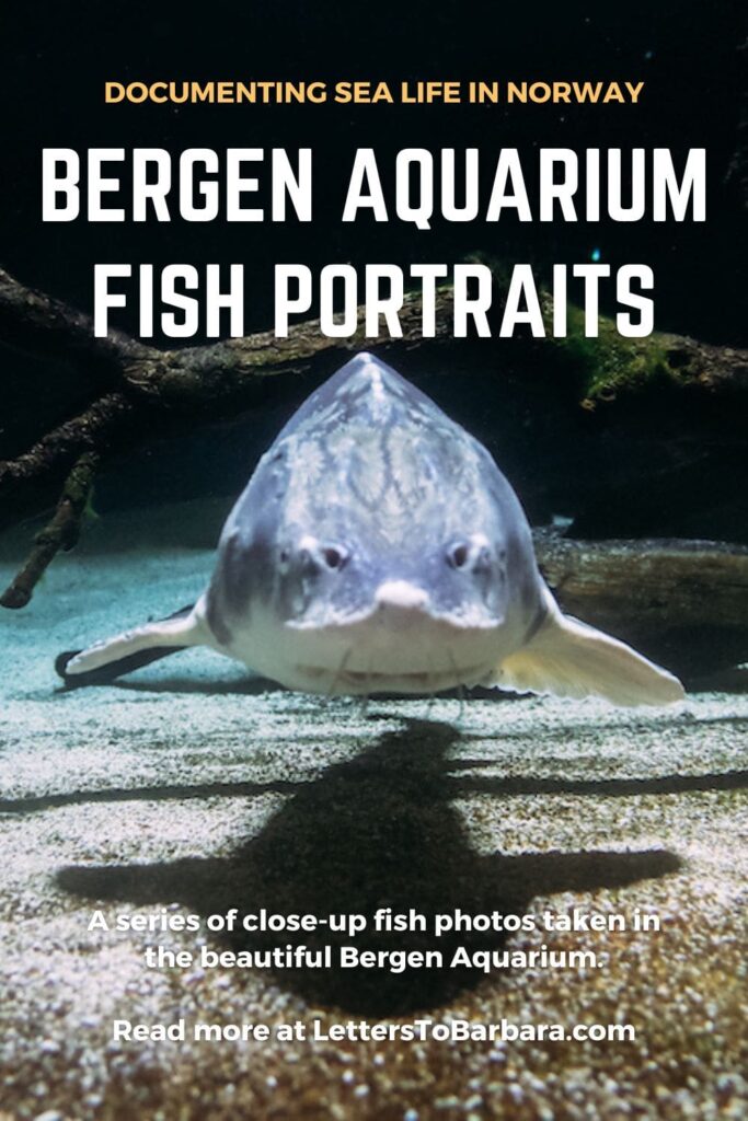 A Pinterest Pin for the article "Bergen Aquarium: Fish Portraits" by George Pavlopoulos for the travel blog Letters to Barbara. It presents a sturgeon in a fish tank in the Akvariet.