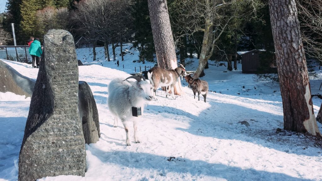 A photo of the goats of Mount Floyen in Bergen, Norway