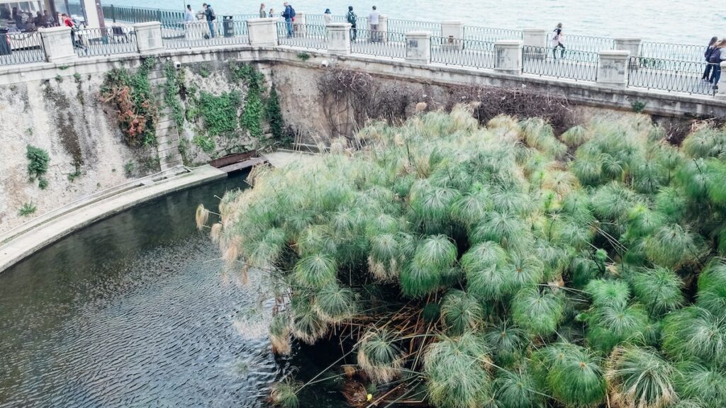 A photo of the Arethusa Fountain in Syracuse, Sicily