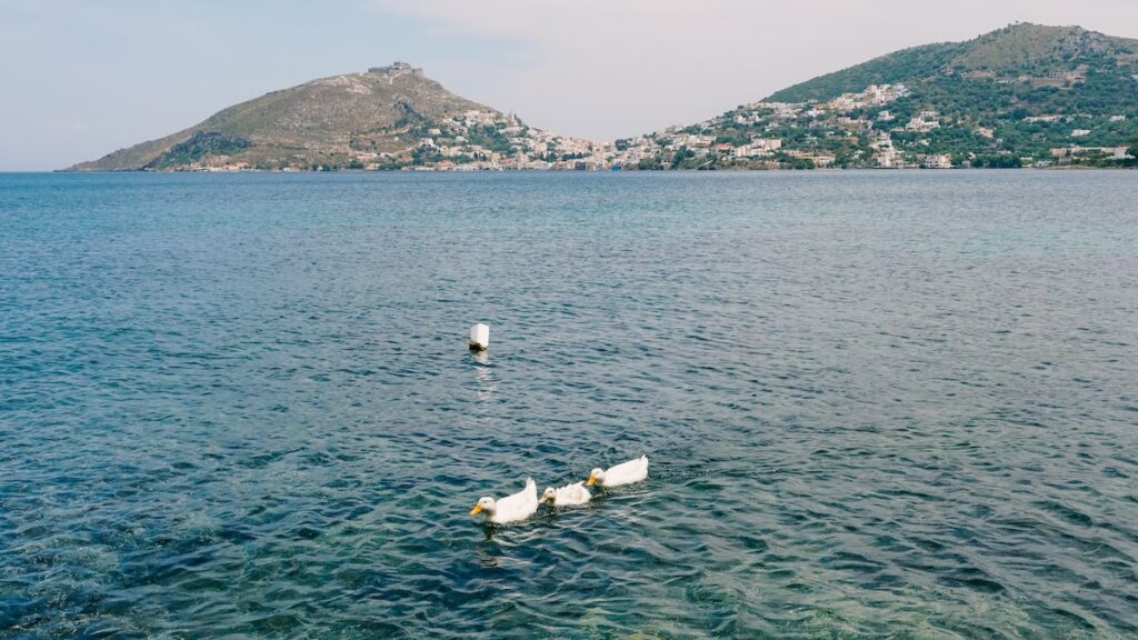 A photo of three ducks swimming at the bay of Alinda in Leros, Greece.