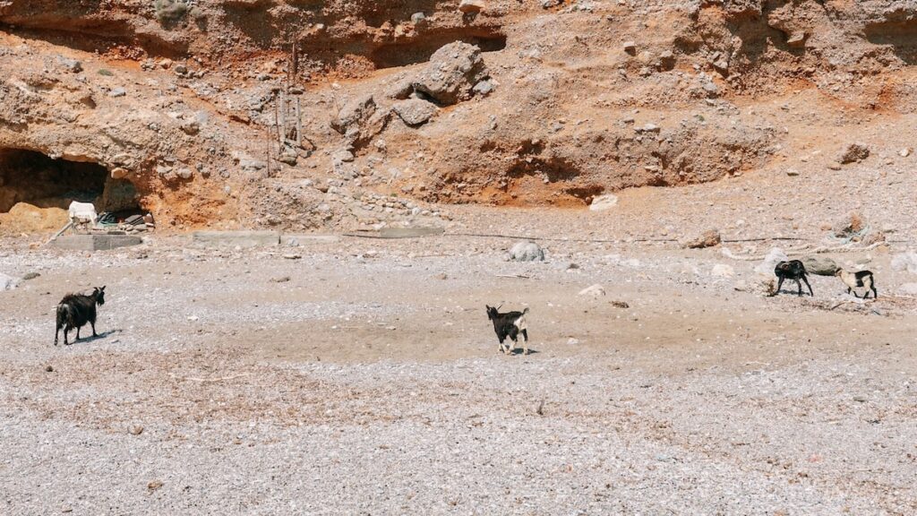 A photo of some goats running at Apitiki Beach, Kalymnos