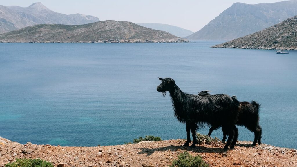 A photo of two goats and the blue sea in Kalymnos, Greece