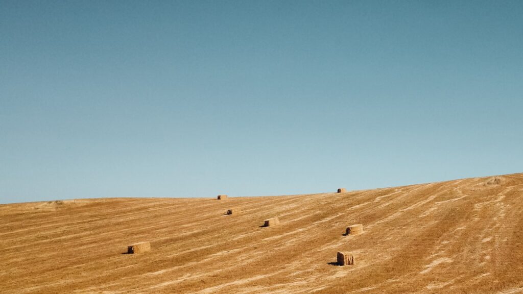 A photo of golden fields in Alentejo, Portugal and the blue sky. The image is taken with the Ricoh GR ii.