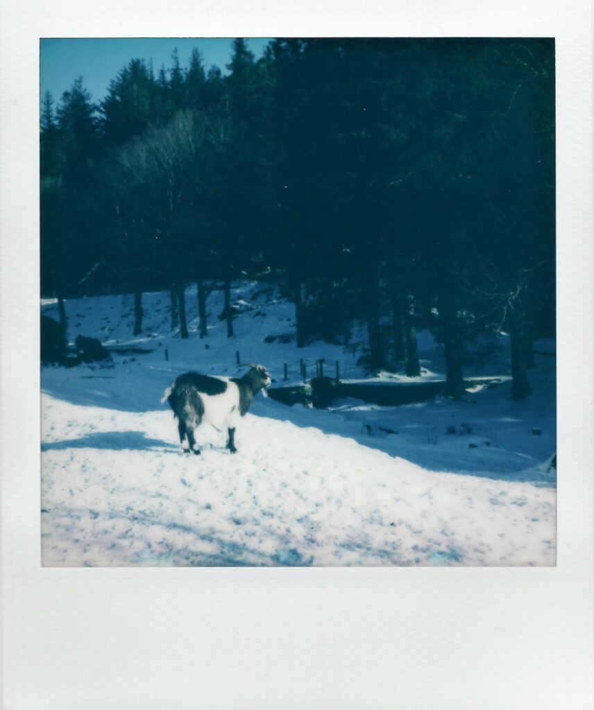 A polaroid of a goat on a snowy mountain out of Bergen, Norway, taken with the Polaroid SX-70