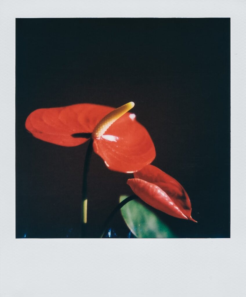 A polaroid of a flower taken with the Polaroid SX-70