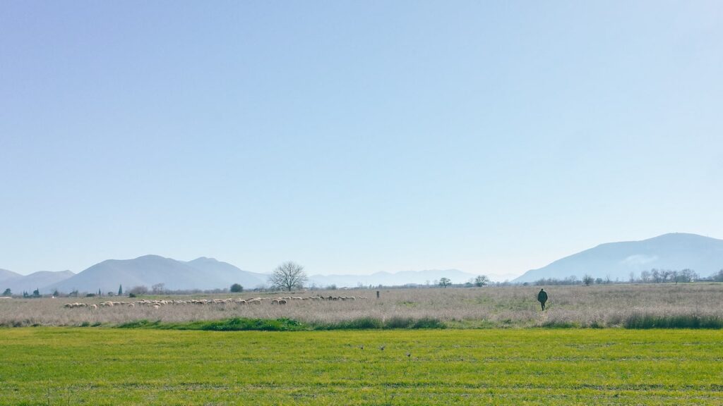 A photo of fields with sheep on the left and a shepherd on the right outside Tripoli, Greece. The image is taken with the Ricoh GR ii.