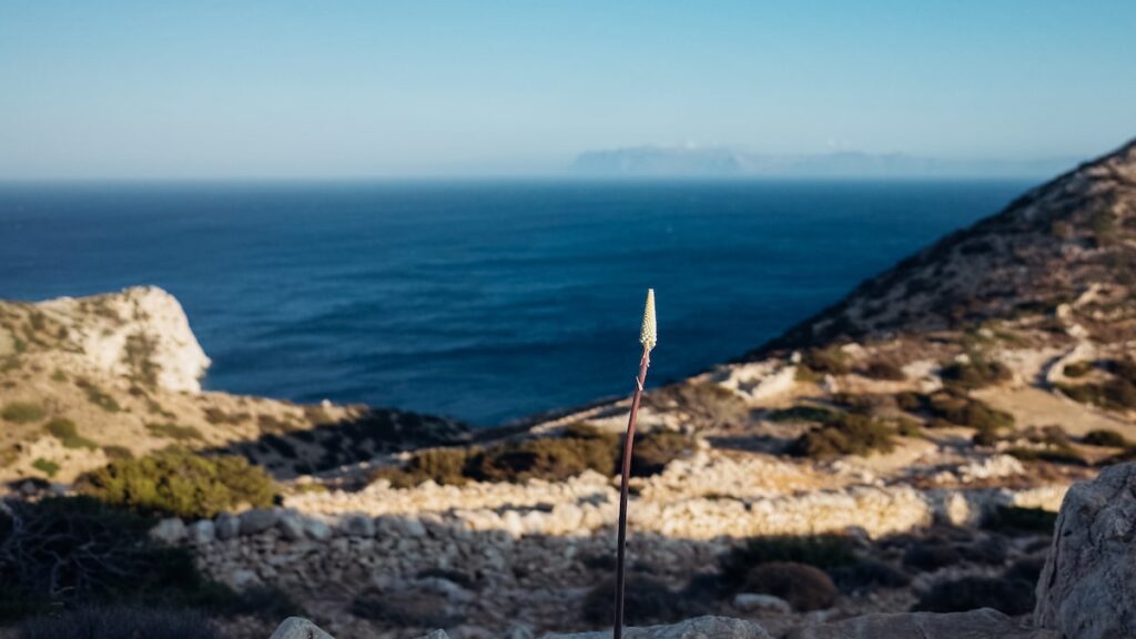 A photo of a flower in front of the Aegean Sea in Greece.