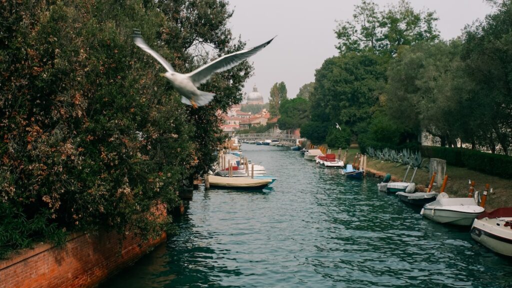 A photo of a seagull flying over a canal in Venice