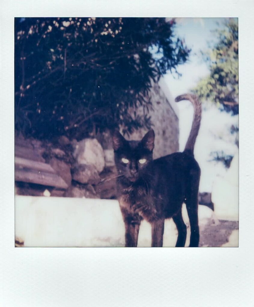 A polaroid of a cat in Anafi, Greece.