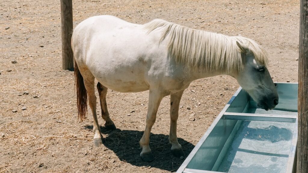 A photo of a Skyrian horse drinking water